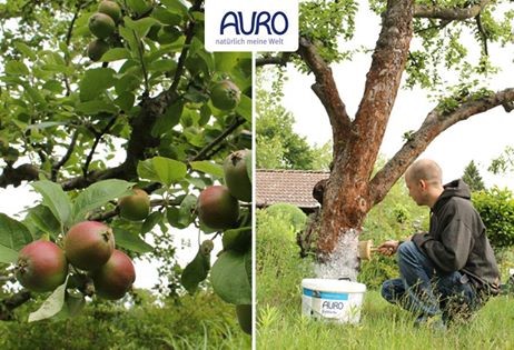 Kalkverf tegen vorstschade bij fruitbomen foto